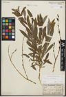 Foto von Salix purpurea L.